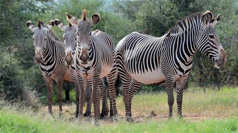 Grevy's Zebra Facts, Habitat, Diet, Life Cycle, Pictures