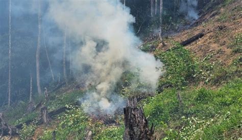 Destruyen Mil Plantas De Hoja De Coca En Palestina Olancho