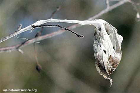 Maine Entomologists Urge Residents To Attack Brown Tailed Moth Nests