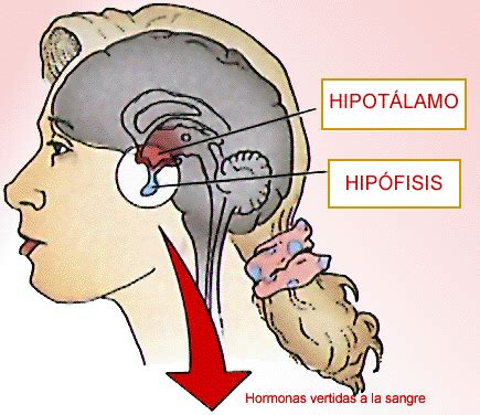 Hipófisis Qué es Anatomía función fisiología ubicación y mucho más