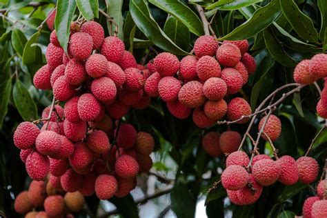 Lychee Health Benefits Nutrition Who Should Avoid