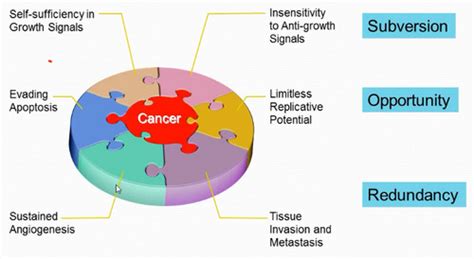 Cancer Biology Flashcards Quizlet