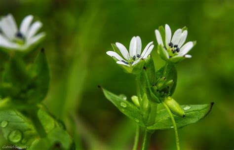 Free Images Nature Grass Meadow Flower Green Botany Flora