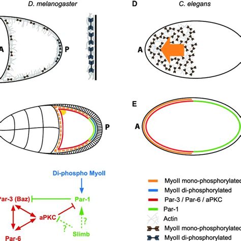 A Comparison Between The Role Of MyoII In Axis Formation In Drosophila