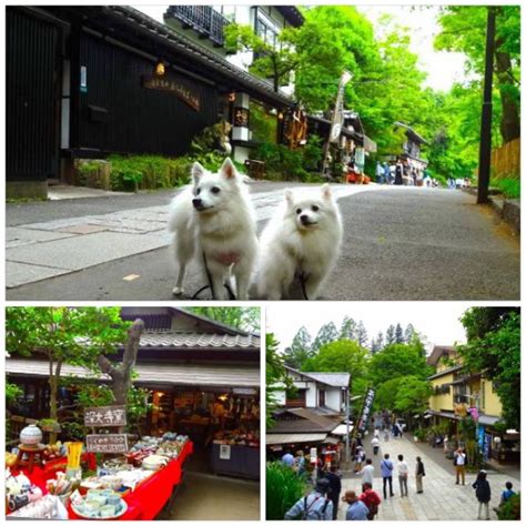 愛犬と一緒にドッグランや蕎麦の食べ歩き、夏でも涼しい深大寺散策 わんちゃんホンポ