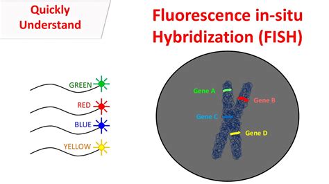 Fluorescent In Situ Hybridization Fish Youtube