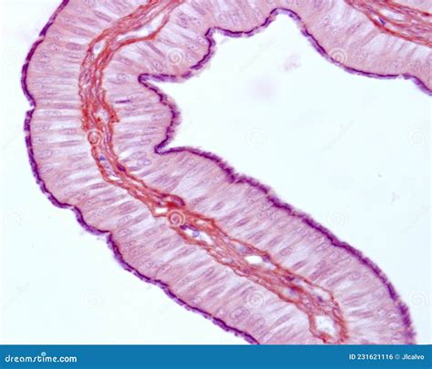 Fallopian Tube Ciliated Epithelium Stock Photo Image Of Histology