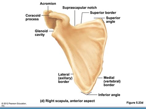 Exam Shoulder Pectoral Girdle Flashcards Quizlet