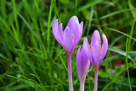 Herbstzeitlose Colchicum Autumnale Kostenloses Foto Auf Pixabay Pixabay