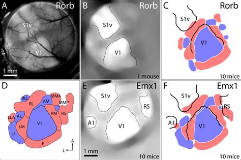 An Extended Retinotopic Map Of Mouse Cortex ELife