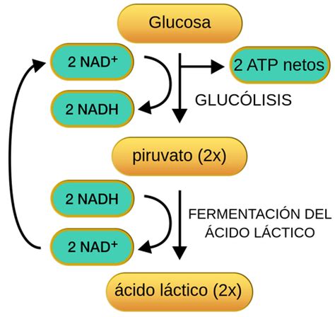 Respiraci N Celular Anaer Bica Labster