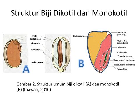 struktur pertumbuhan  perkembangan buah  bijipptx pptx