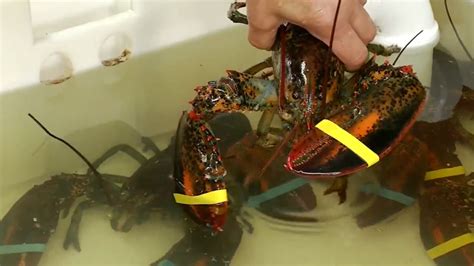 Claws of health? Lobster blood could play role in new drugs | WGME