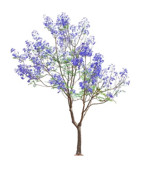 Blue jacaranda Stock Photos, Royalty Free Blue jacaranda Images ...