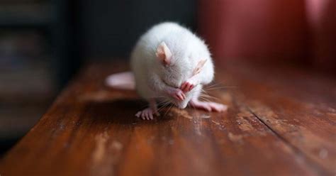 Rat Bite Fever: Symptoms, Treatment, and More