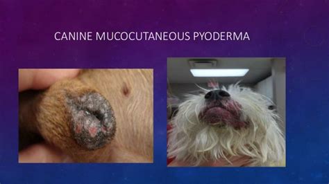 Diagnosis and Treatment of Canine Pyoderma