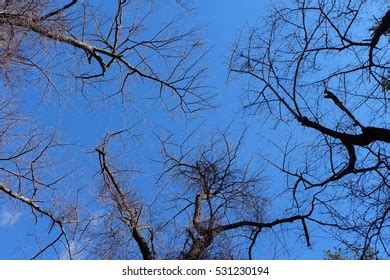 Naked Branches Tree Against Blue Sky Stock Photo 531230194 Shutterstock