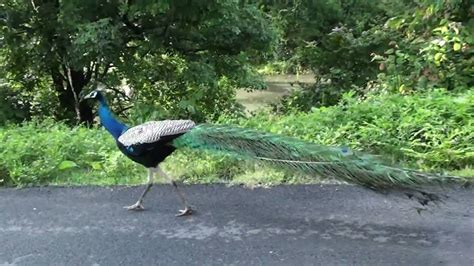 Peacock Running Youtube