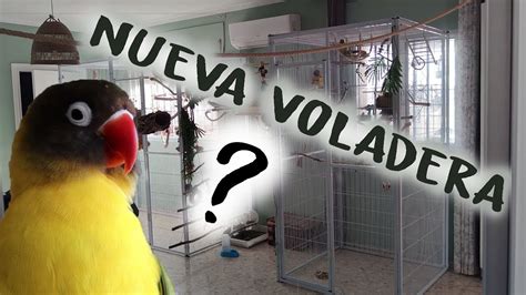 Nueva Voladera Reacci N De Mis Aves Al Exterior Youtube