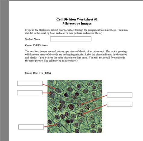 Cell Division Worksheet 1 Microscope Images Divisonworksheets