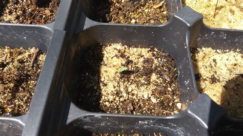 Aronia from seed - Page 2 - General Fruit Growing - Growing Fruit