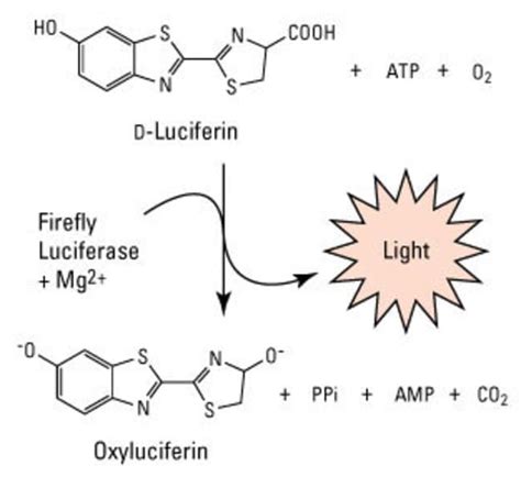 Pierce Firefly Luciferase Glow Assay Kit - Thermo Fisher Scientific