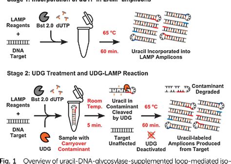 Figure From Simultaneous Elimination Of Carryover Contamination And