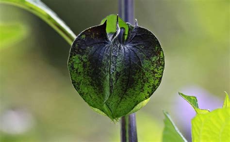 Imagen Gratis Naturaleza Jard N Hoja Verde Hierba Al Aire Libre