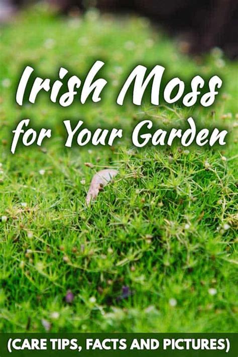 Irish Moss Lawn