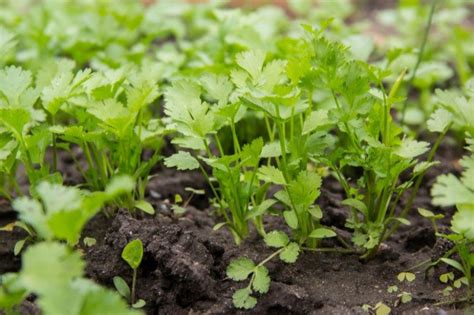 How To Grow Parsley A Complete Guide Gro Organic