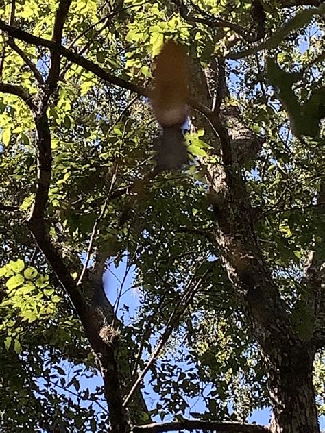 Golden Silk Spider From SH 332 Lake Jackson TX US On October 26