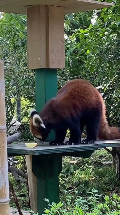 レッサーパンダ 羽村市動物公園 ヒノトントンzoo アル Redpanda Youtube