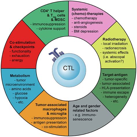 Frontiers Tumor Specific T Cell Activation In Malignant Brain Tumors