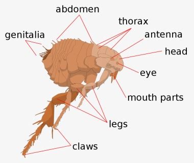 Scheme Flea Anatomy-en - Flea Anatomy, HD Png Download - kindpng