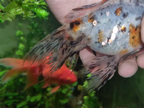 what happens if goldfish sick for beginners 4