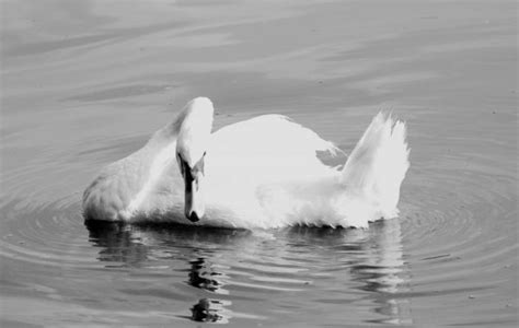 Images Gratuites Aile Noir Et Blanc La Photographie P Lican Le