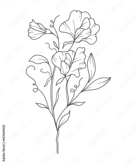 Sweet Pea Line Art Sweet Pea Outline Illustration April Birth Month