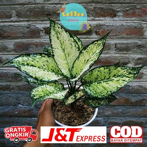 Jual Bunga Aglaonema Snow White Remaja Daun 5 8 Tanaman Hias Bunga