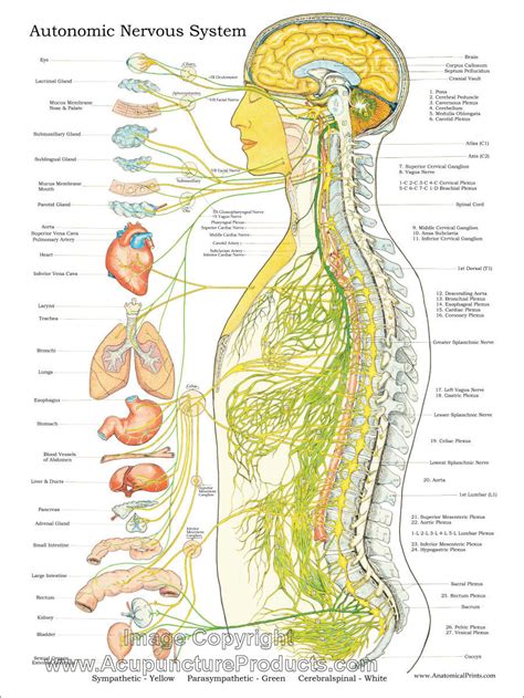 Autonomic Nervous System Chart 18 X 24