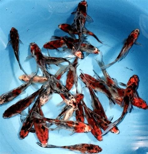 80-Lot Shubunkin 3″-4″ For Your Koi Pond Free Overnight Shipping ...