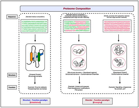 Intrinsically Disordered Proteins In Diseases Encyclopedia MDPI