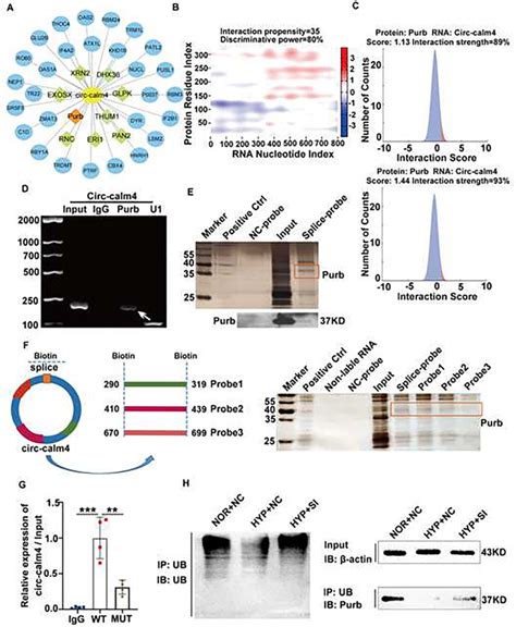 Circ Calm Regulates Hypoxia Induced Pulmonary Artery Smooth Muscle