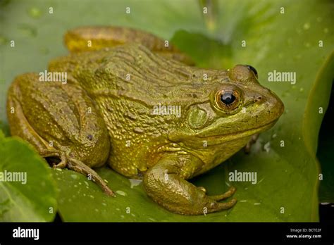 Chiricahua Leopard Frog Rana Chiricahuensis Arizona Usa Also