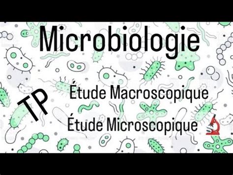 Microbiologie L Snv Tp Tude Microscopique Et Macroscopique Youtube