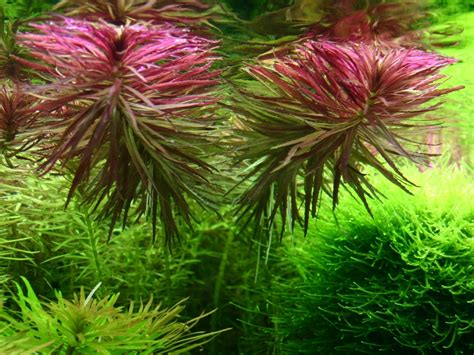 Limnophila aromatica - Лимнофила ароматика | Българска аквариумна ...