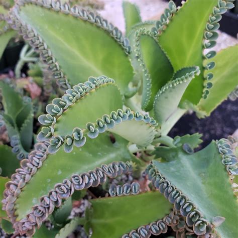 Mother of Thousands Plant 'Kalanchoe laetivirens' | Shop Now – Planet