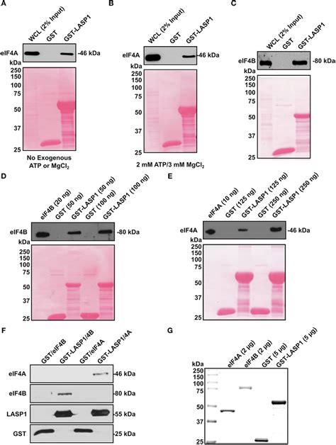 Activation Of CXCR4 Promotes Phosphorylation Of EIF4B 4E BP1 And