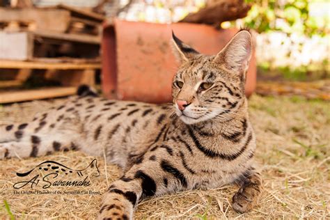 savannah cat price F2 savannah cat serval zola breed savannahcatbreed - ISBAGUS