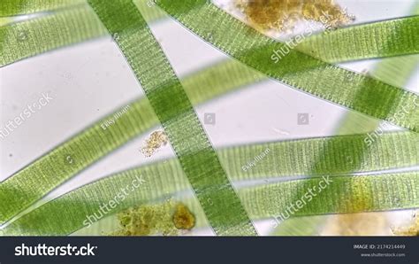 732 Cyanobacteria Under Microscope Images, Stock Photos & Vectors | Shutterstock