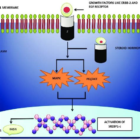 Regulation Of Fatty Acid Synthase In Cancer Srebp C Sterol